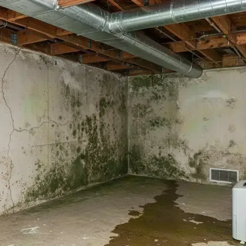 Professional Mold Removal in Chaffee County, CO